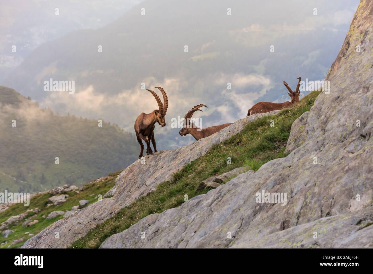Bouquetin des Alpes (Capra ibex) dans le Mont-Blanc, France Banque D'Images