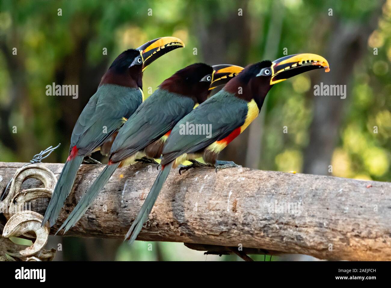Trio Aracari Banque D'Images
