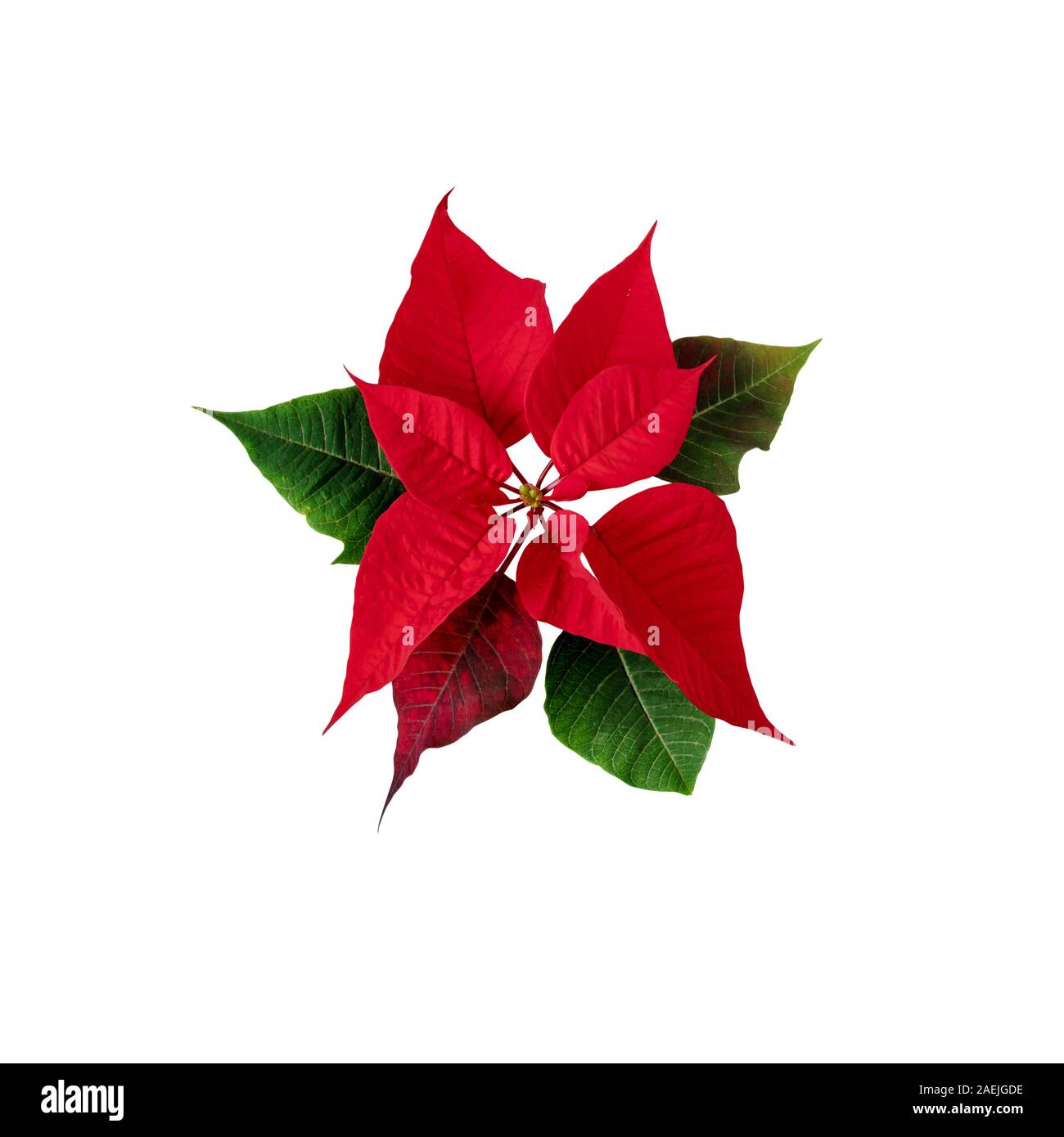 Poinsettia fleurs étoiles isolé sur blanc. Fleur de la veille de Noël. Flor  de Pascua. Red Euphorbia pulcherrima plante Photo Stock - Alamy