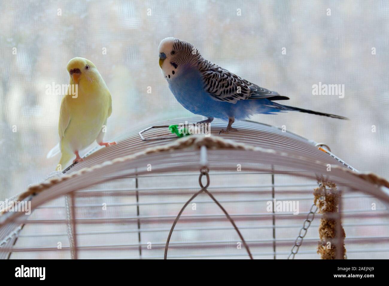 Deux perroquets sont assis sur la cage. Oiseaux Banque D'Images