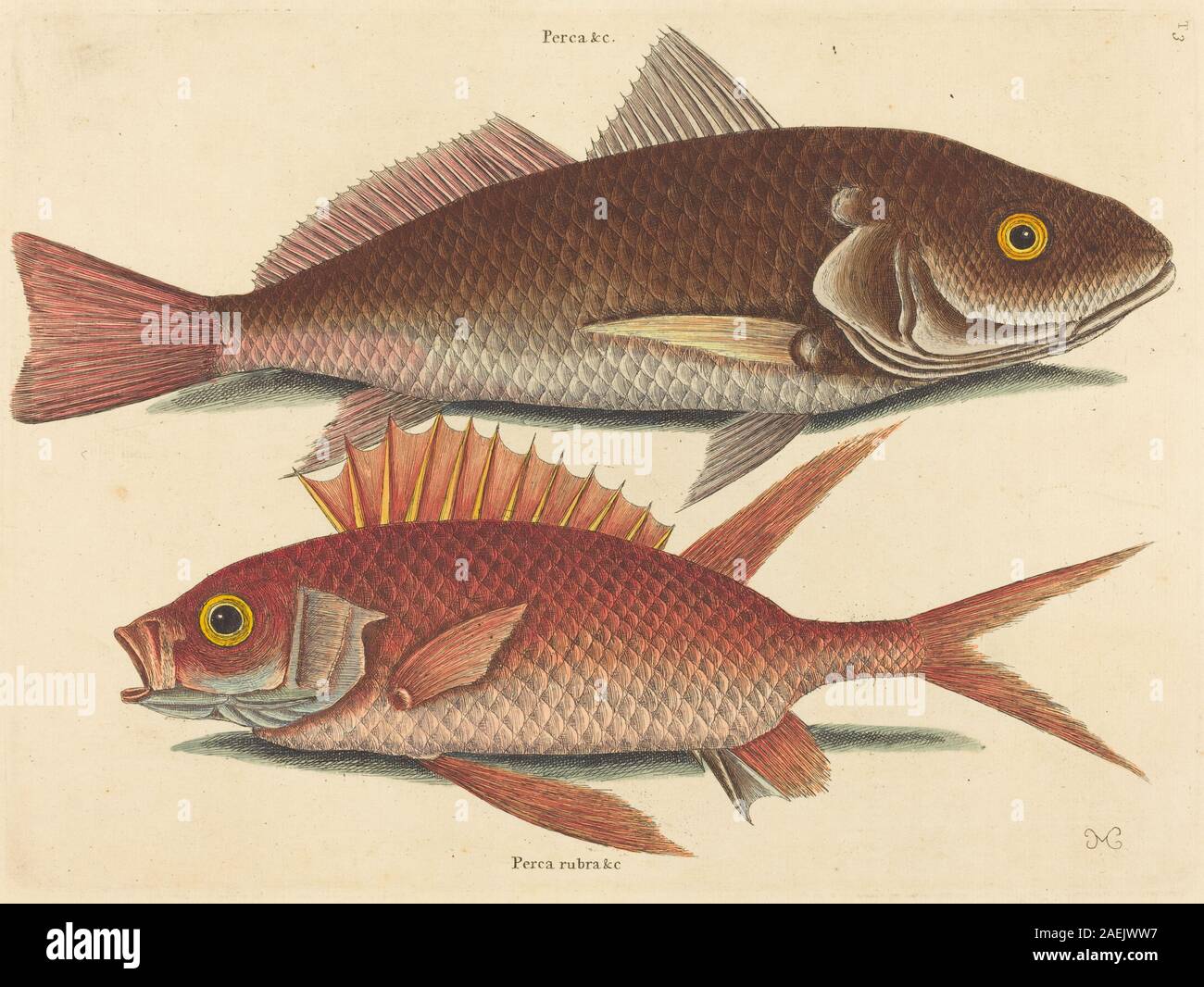 Gravure de Mark Catesby, publiée de 1731 à 1743, représentant le poisson croker Perca undulata. Inclut les détails anatomiques, les ailerons, les échelles, les proportions corporelles et l'habitat naturel, illustrant l'étude du XVIIIe siècle des espèces d'eau douce nord-américaines. Banque D'Images