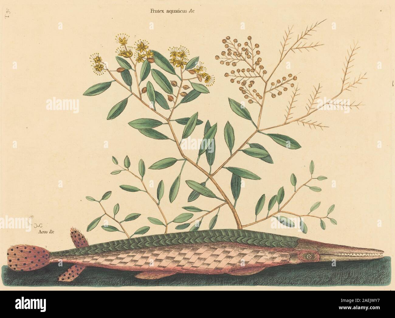 Le Gar Fish vert (Esox osseus) illustré par Mark Catesby, publié entre 1731 et 1743, montrant une description détaillée de l'histoire naturelle de cette espèce d'eau douce nord-américaine. Banque D'Images