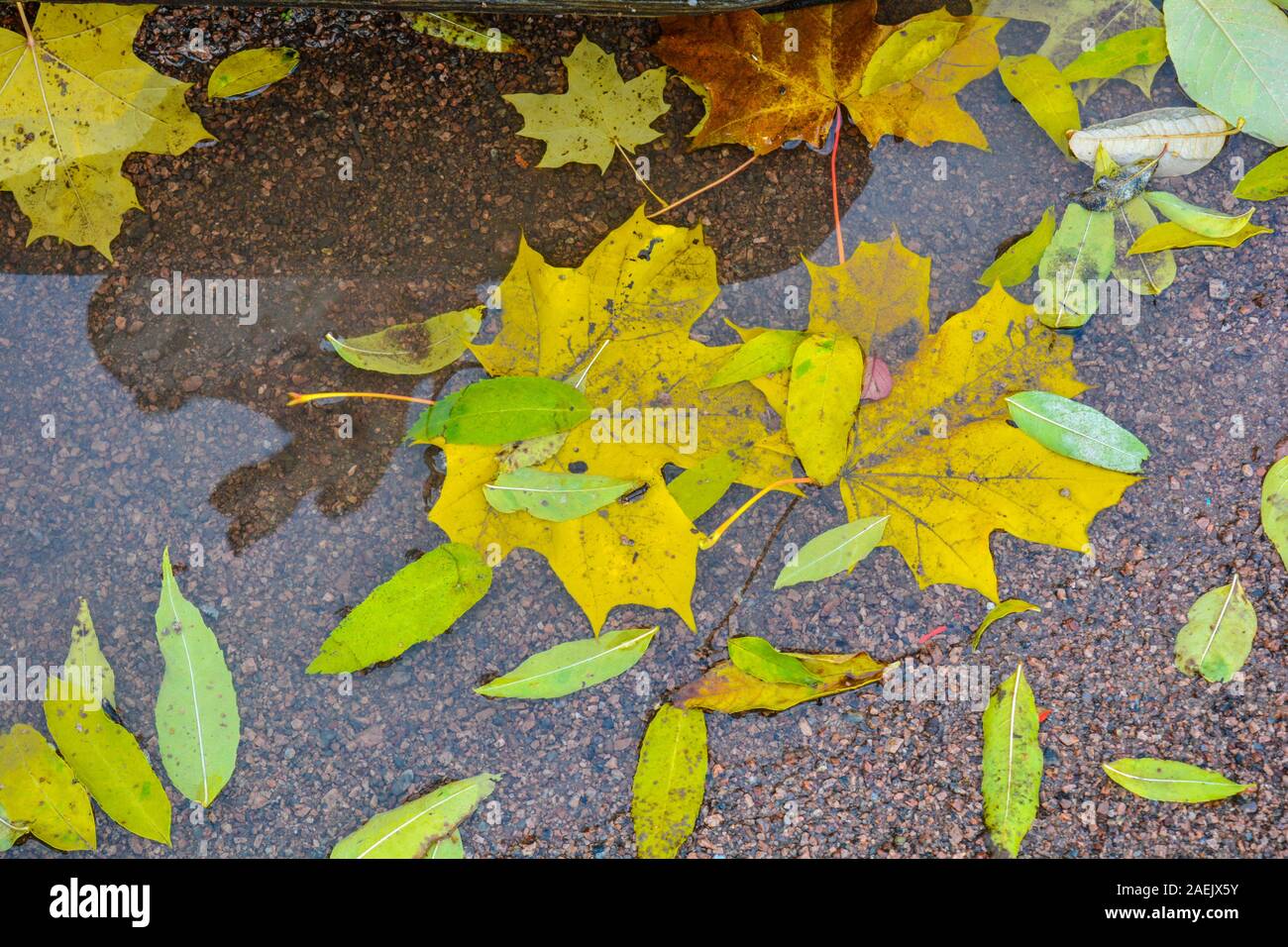 Flaque d'automne après la pluie avec motif de feuilles d'automne dans la réflexion de l'eau dans couleurs d'automne à l'automne. Feuilles mortes dans la flaque Banque D'Images