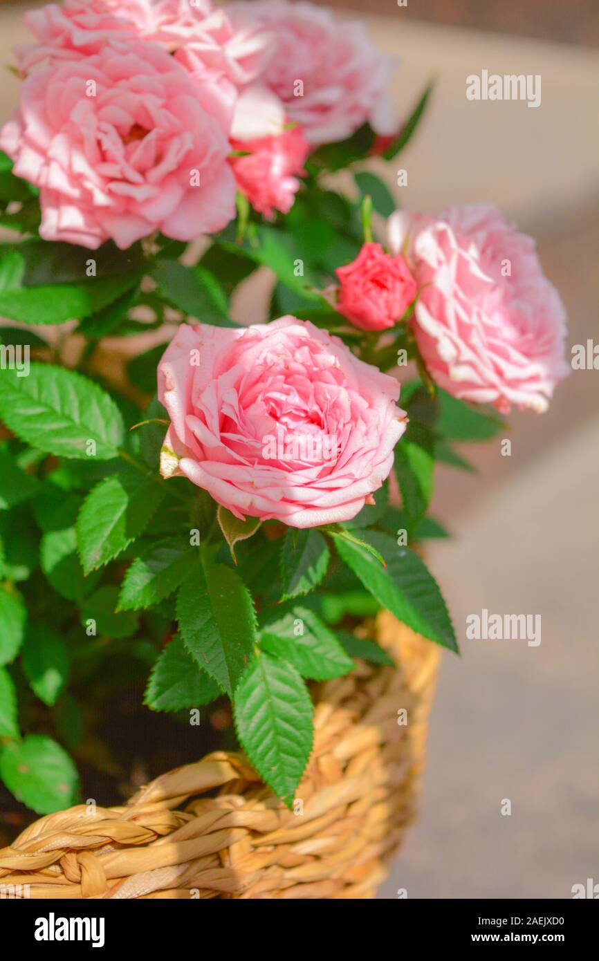 Close up of belle petite rose rose plante en rotang panier sur l'été journée ensoleillée. Blooming rose flowers Banque D'Images