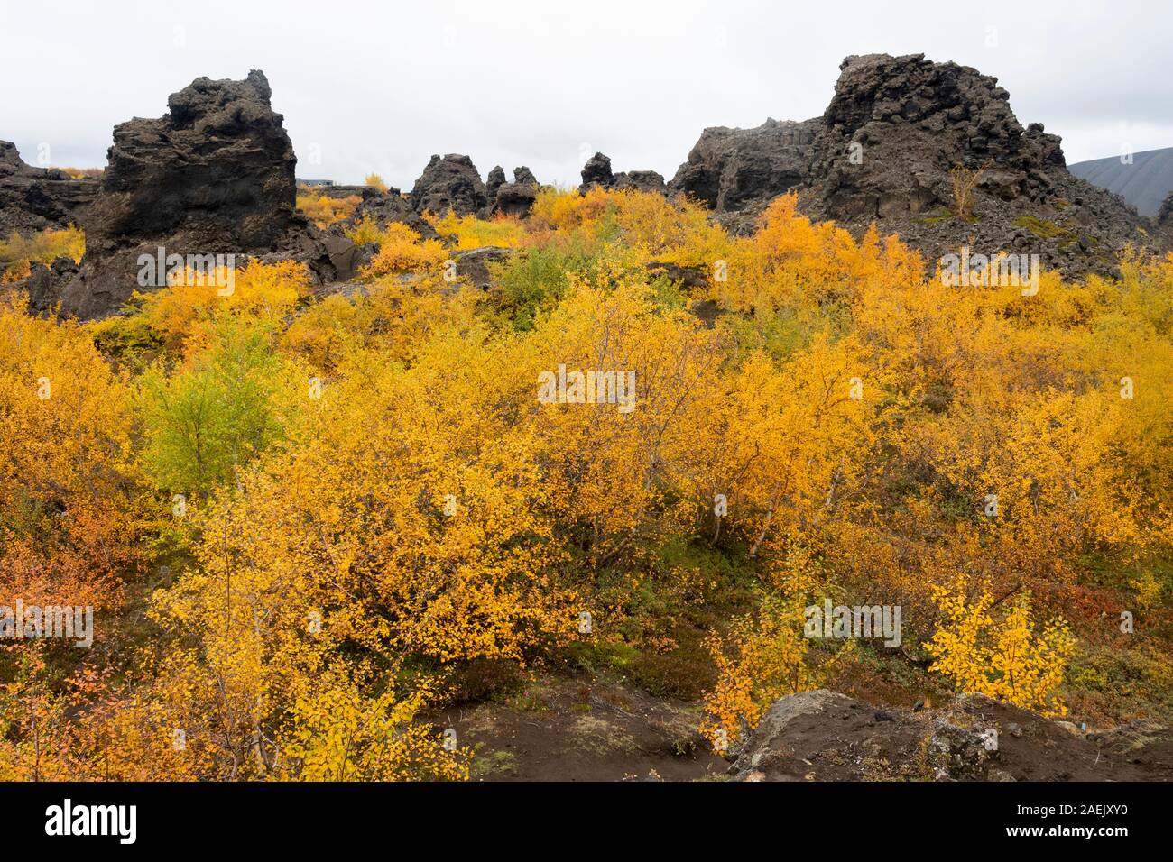 Plantes jaune et d'arbres rabougris et de roches volcaniques sombres, 73320, France Banque D'Images