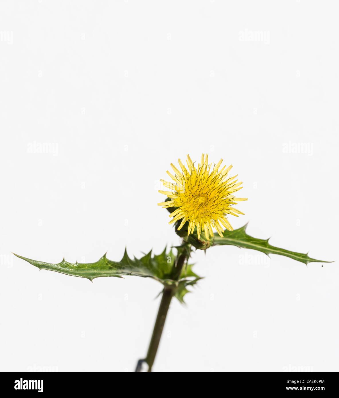 Fleur jaune de sonchus asper isolé sur fond blanc Banque D'Images