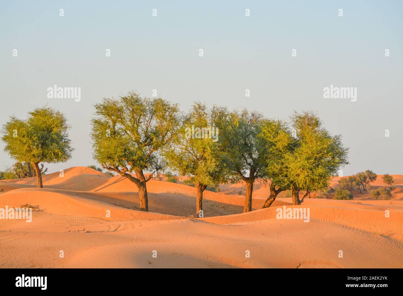 Arabian desert tree (Prosopis Cineraria) sur les dunes de sable rouge de la Dubaï, Émirats Arabes Unis Banque D'Images