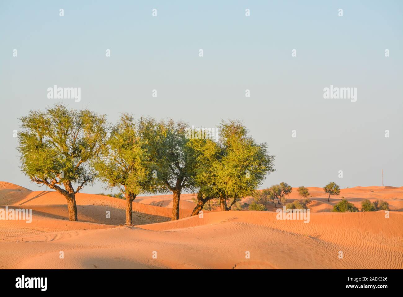 Arabian desert tree (Prosopis Cineraria) sur les dunes de sable rouge de la Dubaï, Émirats Arabes Unis Banque D'Images