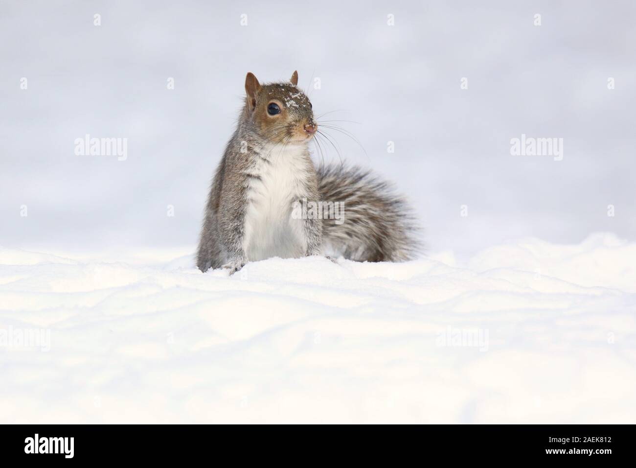 L'écureuil gris sur une journée d'hiver à la recherche de nourriture dans la neige Banque D'Images