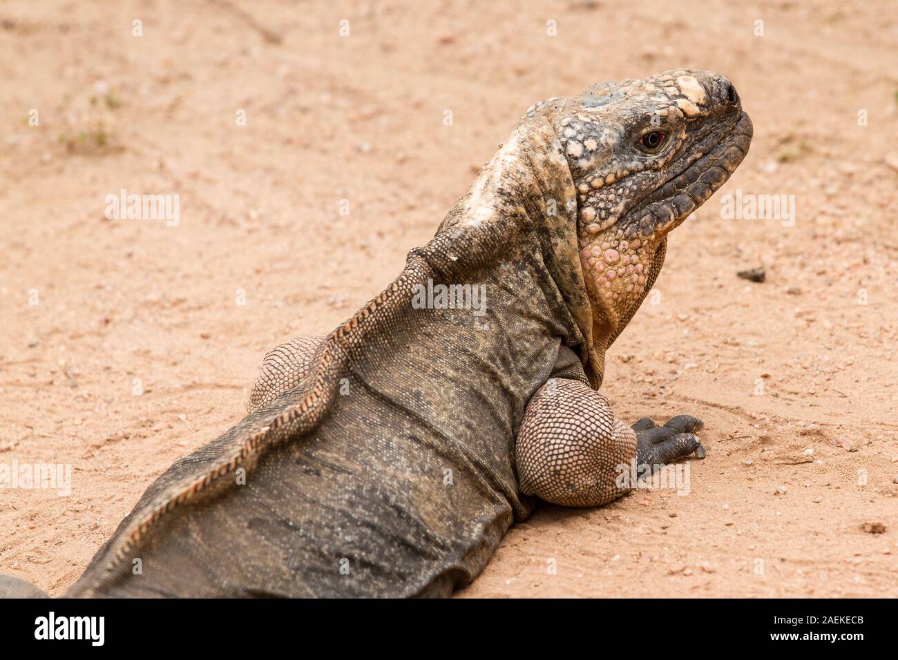 Critique d'extinction de l'île d'Exuma Iguana Banque D'Images