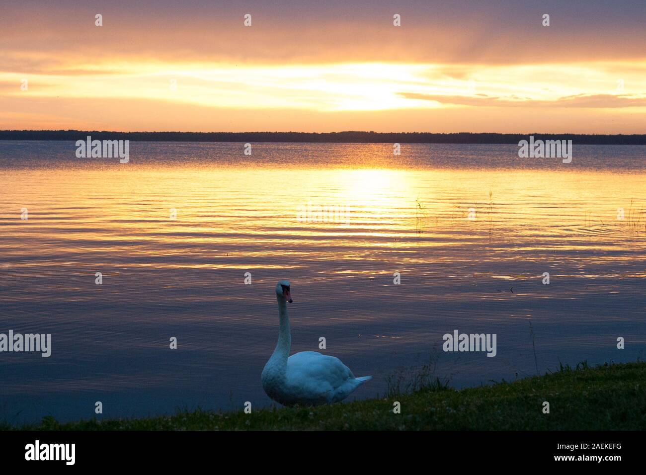 Rekiva le lac, Siauliai, Lituanie - Coucher du soleil avec des cygnes Banque D'Images