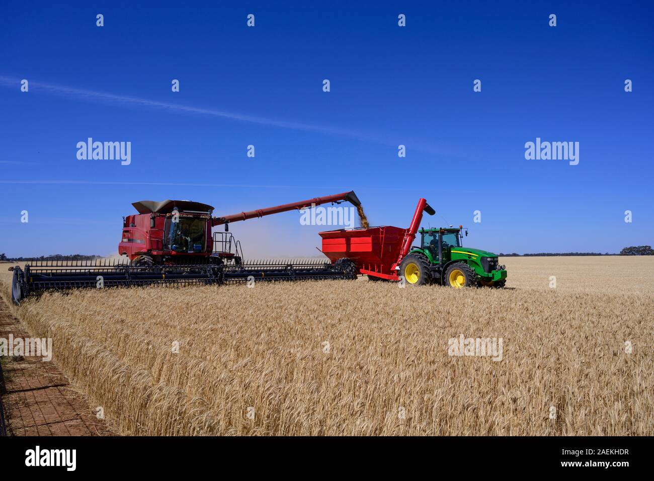 Harveting un champ de céréales dans la région de Wimmera de Victoria, Australie. Banque D'Images