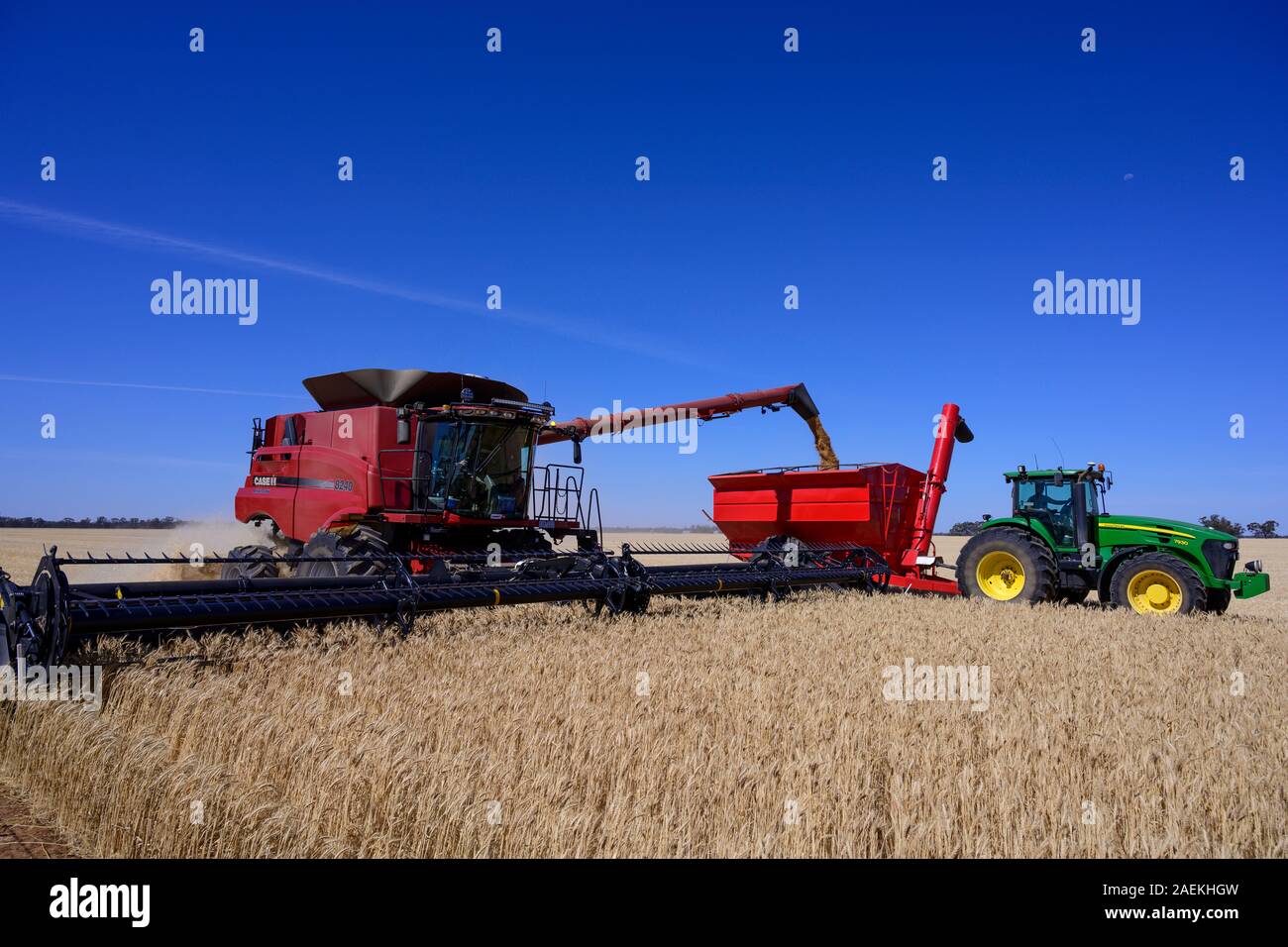 La récolte de céréales dans la région de Wimmera de Victoria, Australie. Banque D'Images