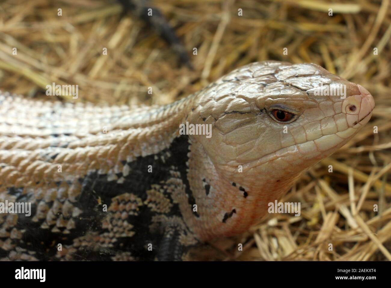 Lizard's farm en Thaïlande. Ils sont très gentils de plus qu'en l'état sauvage. La plupart d'entre elles sont colorées. Banque D'Images
