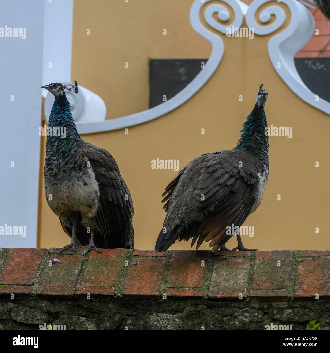 Low angle view of two Peacock, le Château Saint-Georges, Castelo, Lisbonne, Portugal Banque D'Images