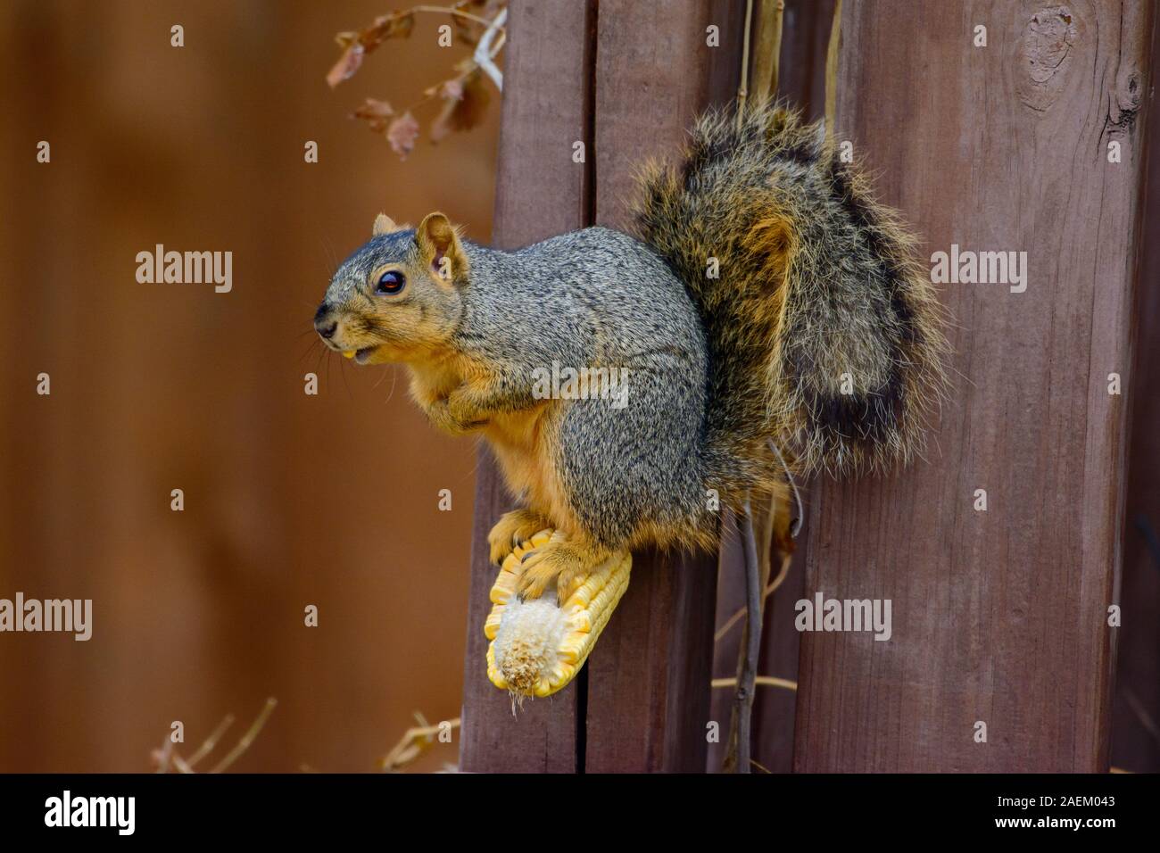 Fox écureuil roux (Sciurus niger) debout sur un noyau de manger un épi de maïs Banque D'Images