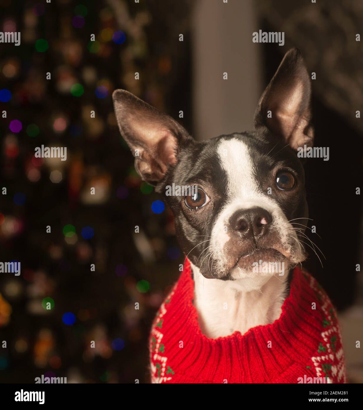 Boston Terrier Puppy prêt pour Noël. Banque D'Images