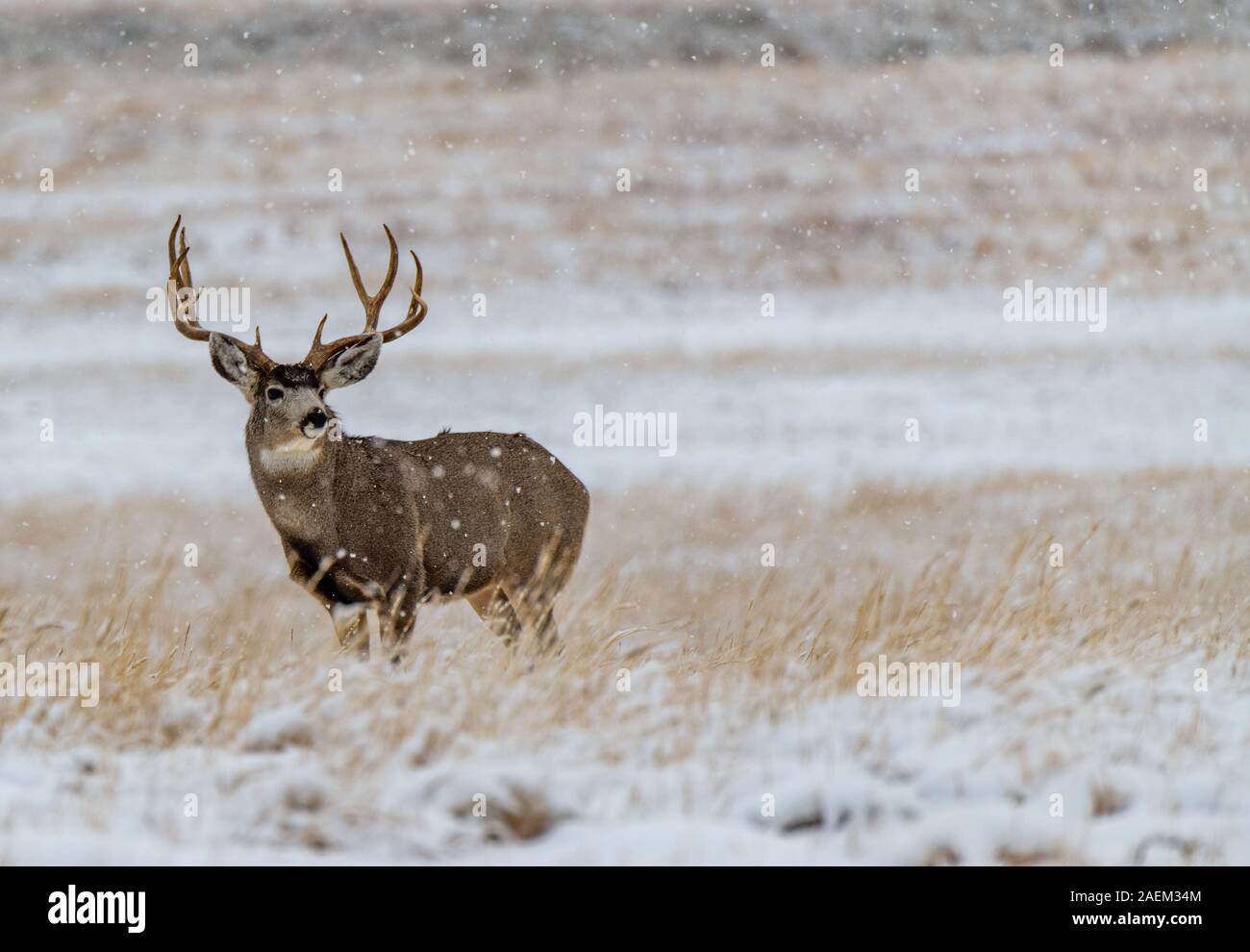 Un Grand Cerf mulet Buck dans une tempête Banque D'Images