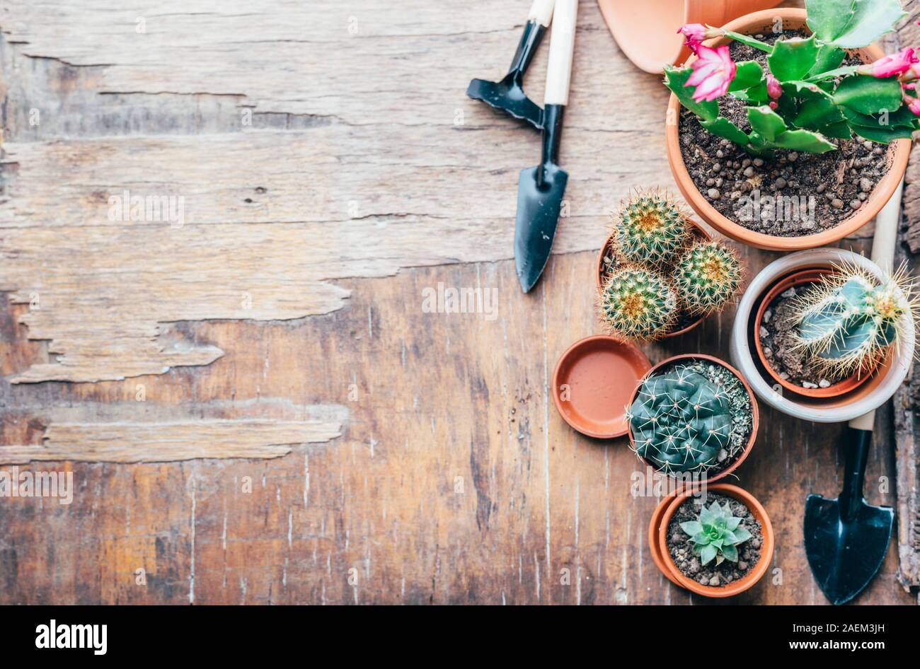 Divers cactus et plantes succulentes en pot en argile et outil de jardinage sur vintage fond de bois d'en haut. Plante de temps passe et fleurs de printemps Banque D'Images