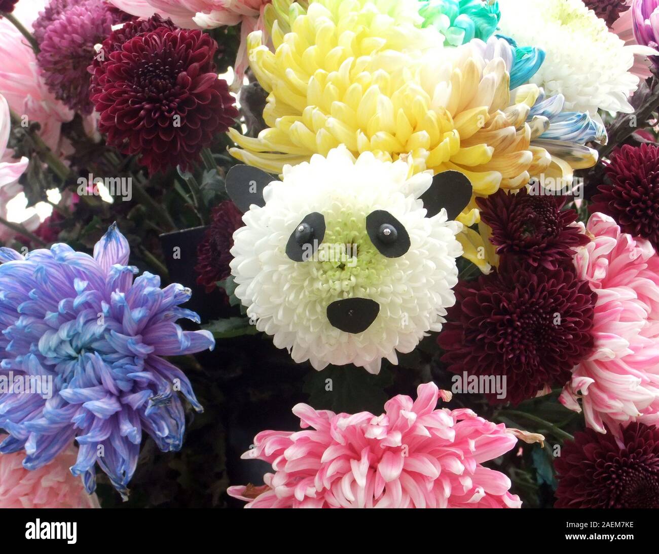 Un chrysanthème de panda mignon visage est présenté dans une maison, Yang Tianbo attraction touristique de la ville de Kaifeng, province du Henan en Chine centrale, 4 novembre Banque D'Images