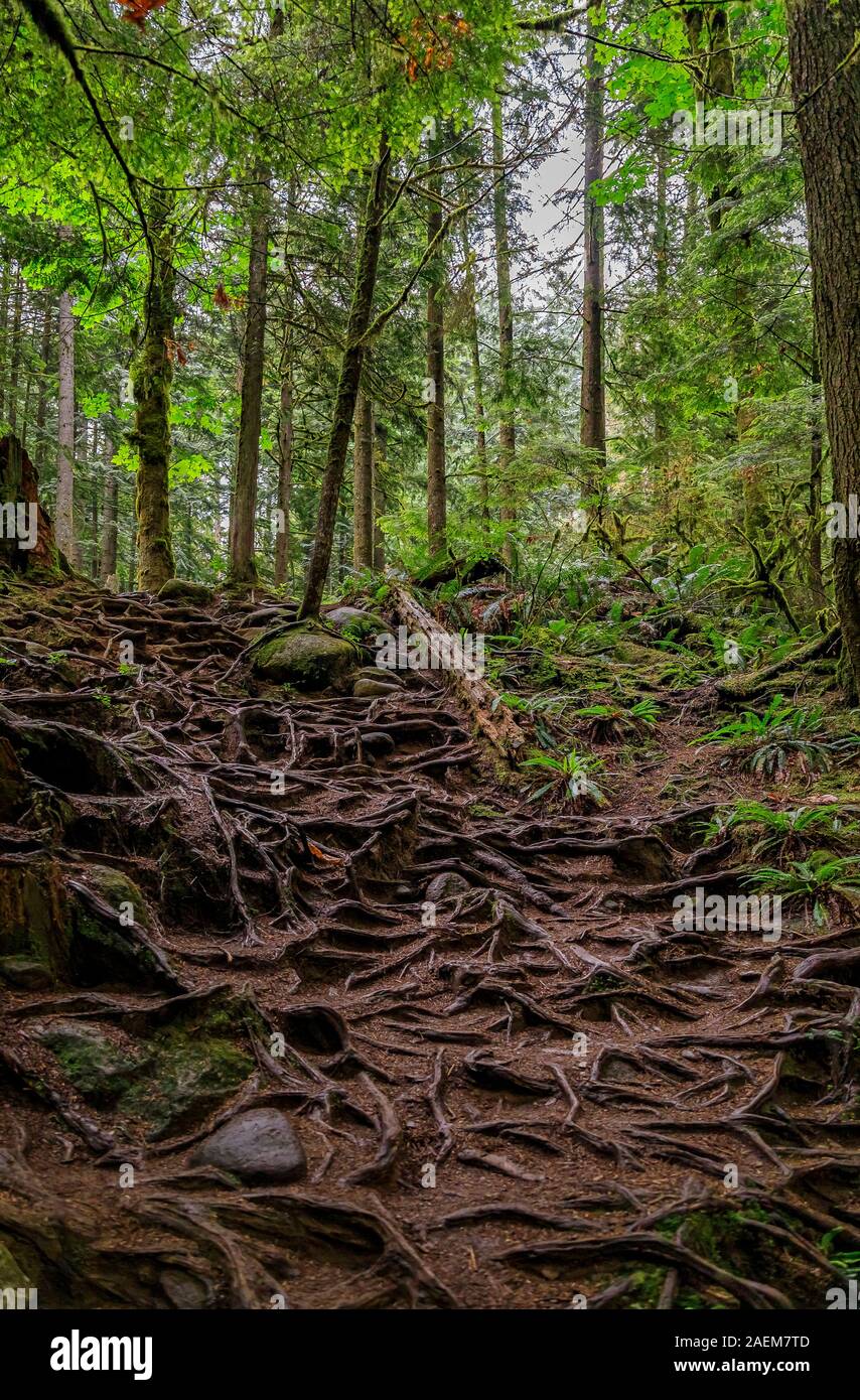 Exposés des racines aériennes torsadées noueux de pins qui poussent sur une pente d'une colline à Lynn Canyon Park forest à Vancouver, Canada Banque D'Images