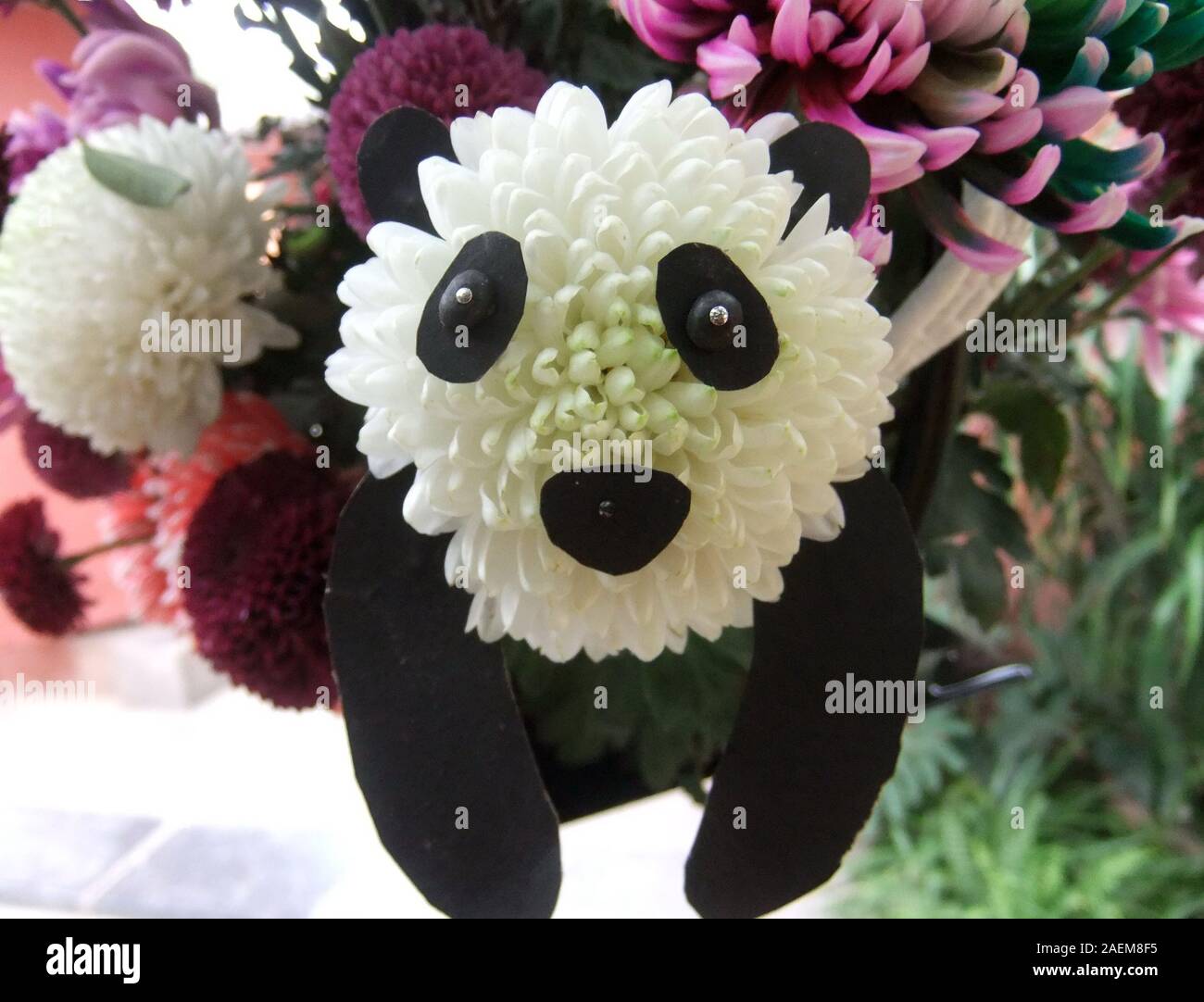 Un chrysanthème de panda mignon visage est présenté dans une maison, Yang Tianbo attraction touristique de la ville de Kaifeng, province du Henan en Chine centrale, 4 novembre Banque D'Images