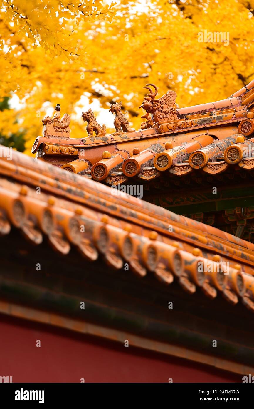 Une vue d'automne des édifices historiques dans la Cité Interdite figurant parmi les feuilles colorées à Beijing, Chine, 3 novembre 2019. *** *** Local Caption f Banque D'Images