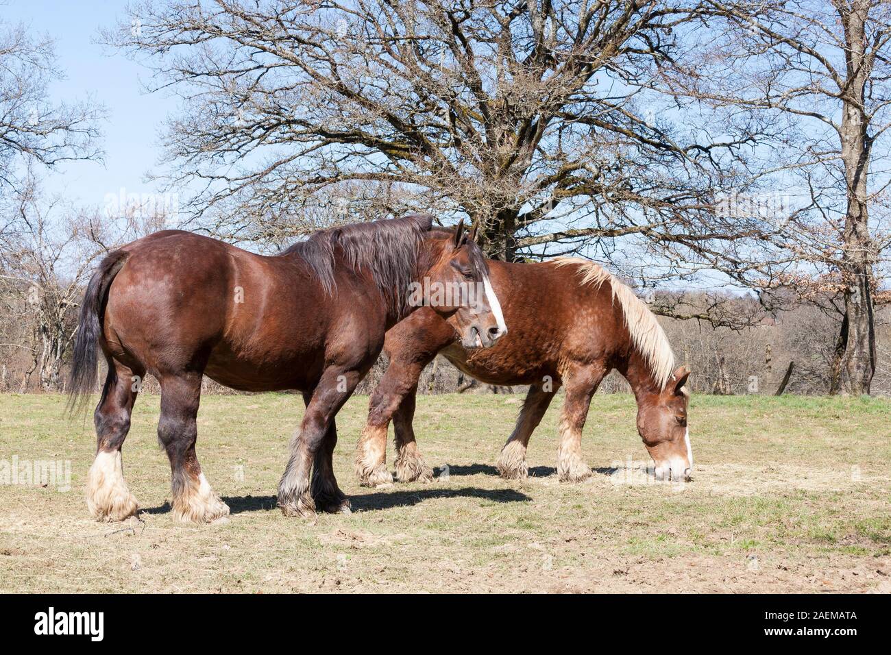 Deux chevaux de trait belge avec boîte manes pour faisceaux de manger du foin dans un enclos d'hiver en soleil Banque D'Images