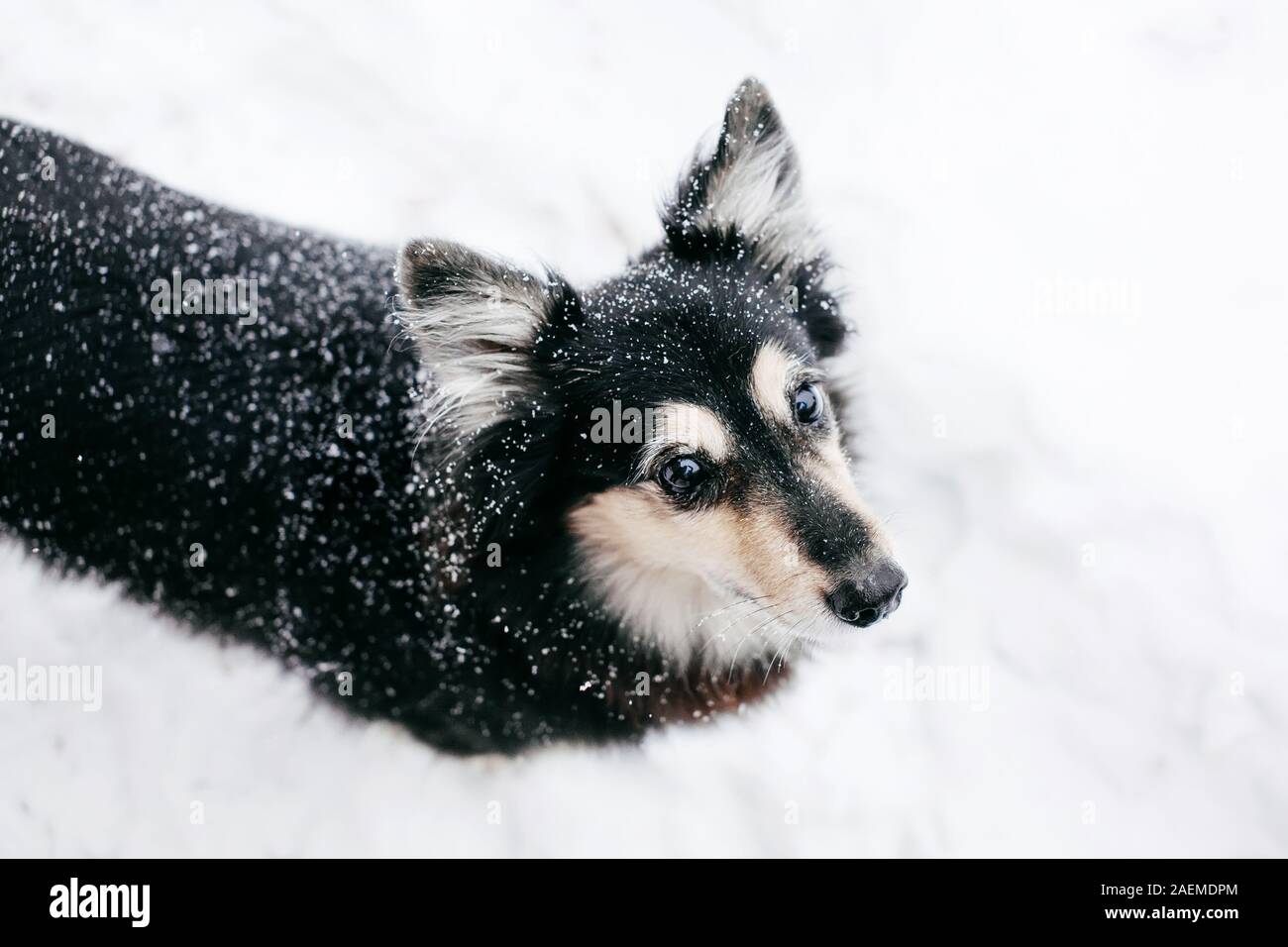 Cute funny dog dans la neige weather looking at camera, close-up view Banque D'Images