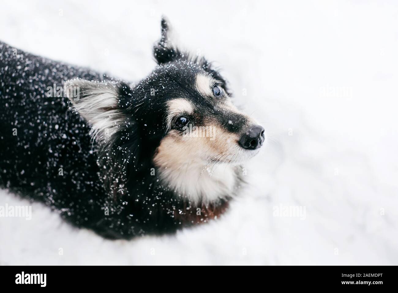 Cute funny dog dans la neige weather looking at camera, close-up view Banque D'Images