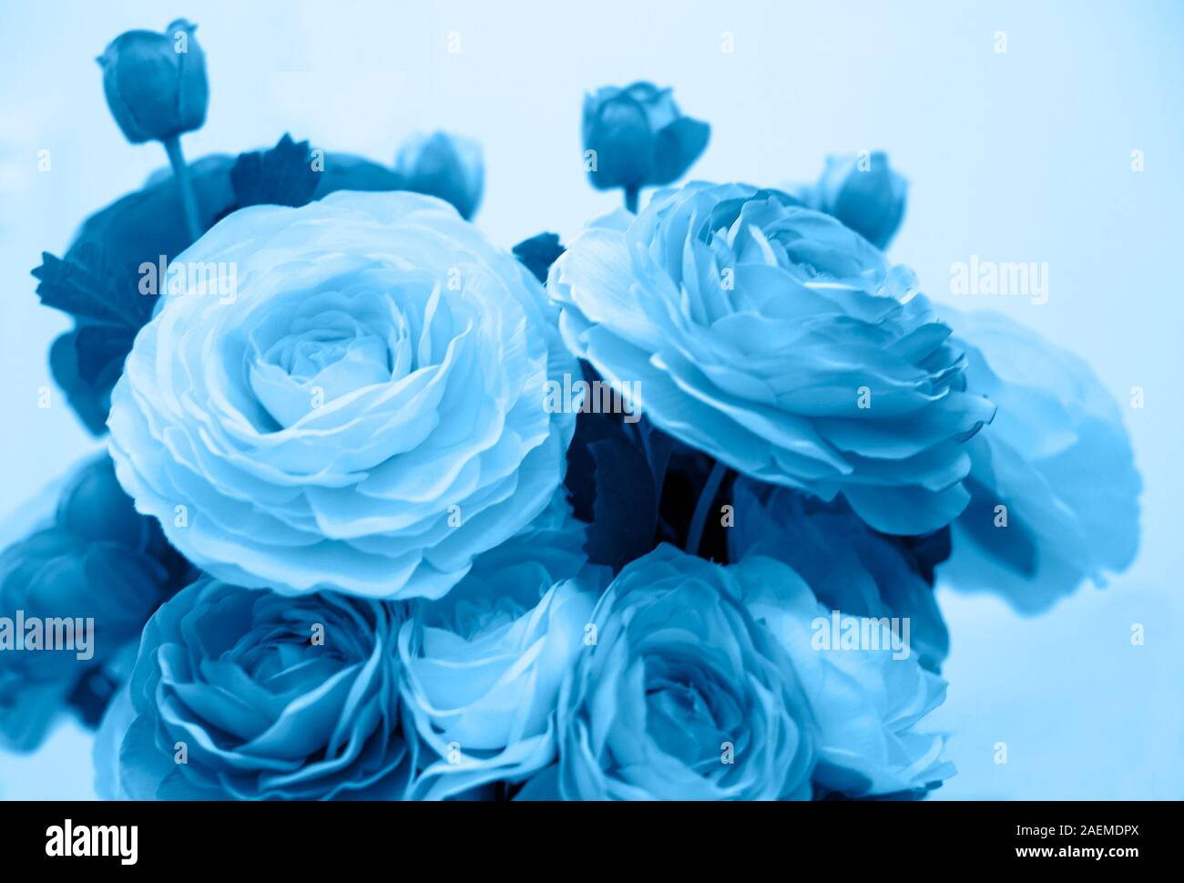 Bouquet lié de printemps fleurs bleues sur fond bleu Banque D'Images