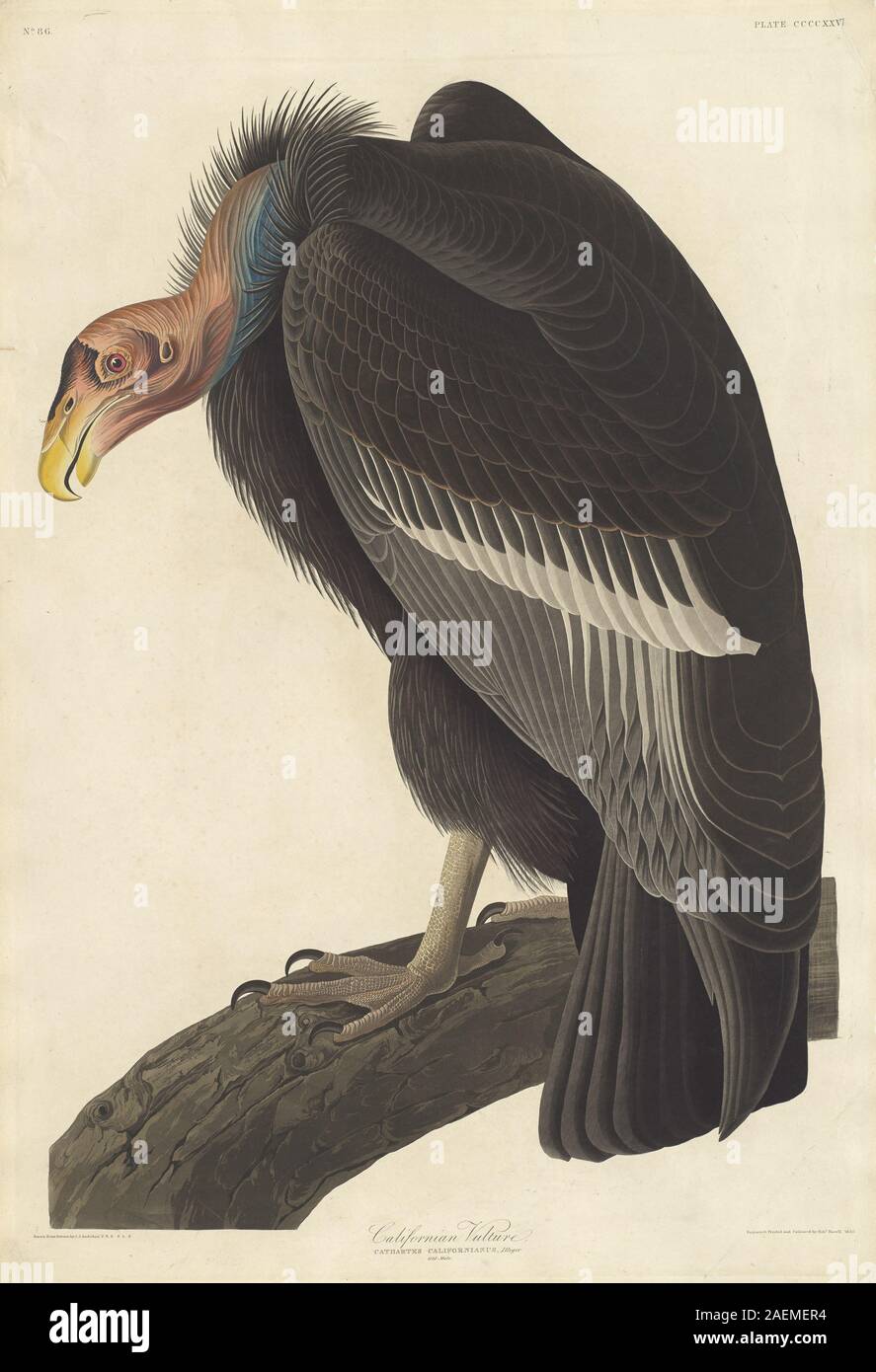 Gravure de Robert Havell d'après John James Audubon, 1838, représentant le Vulture californien. L'impression montre oiseau, plumage, ailes, queue, bec, talons, posture de montée en flèche, habitat, alimentation et étude ornithologique du début du xixe siècle. Banque D'Images