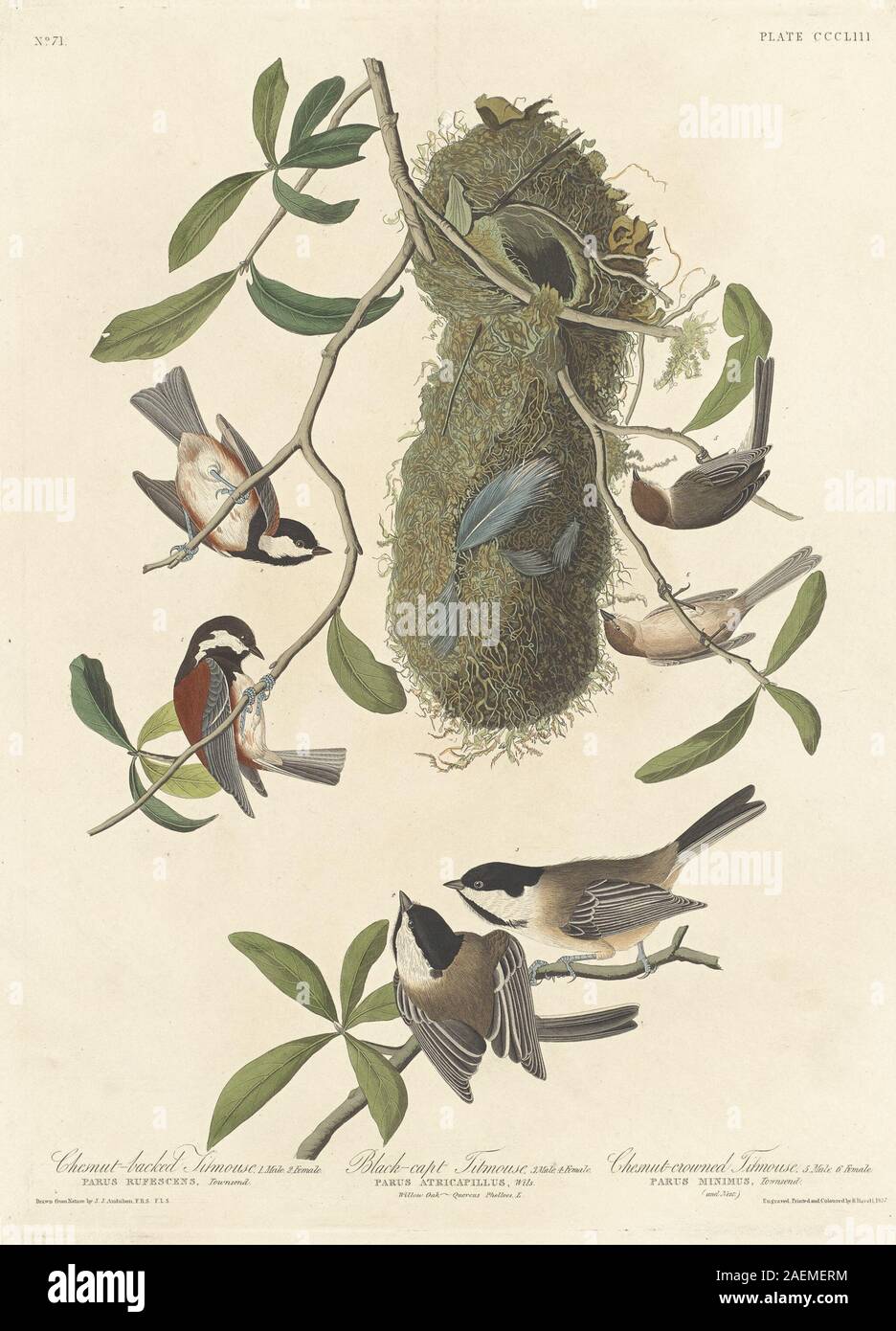 Robert Havell après John James Audubon, mésange à dos marron, mésange à tête noire et la mésange-couronné, 1837, mésange à dos marron, mésange à tête noire et la mésange à couronne date de 1837 ; Banque D'Images