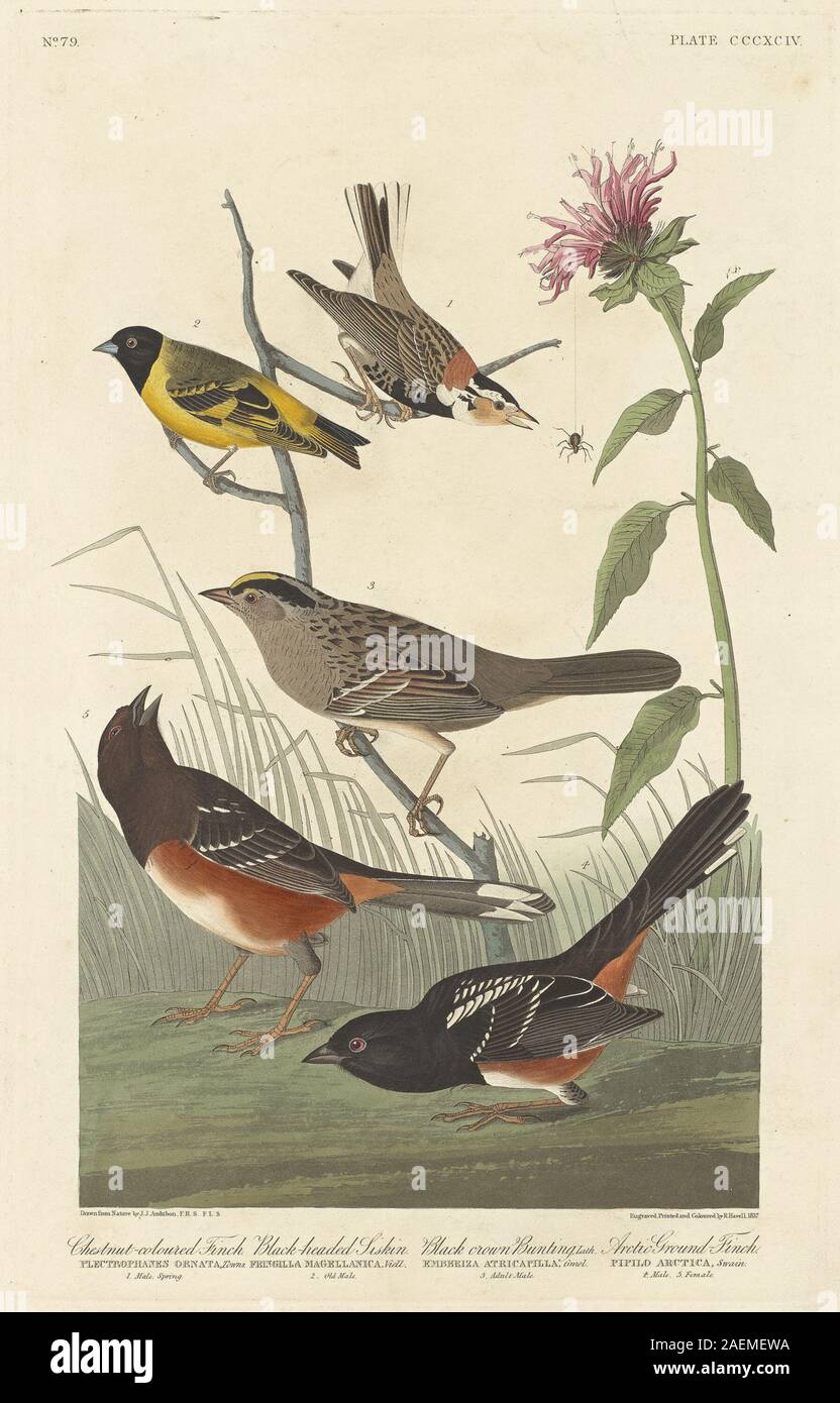 Une plaque de 1837 de Robert Havell d'après John James Audubon montrant un Finch couleur châtaigne, un Siskin à tête noire, un Black Crown Bunting et un Arctic Ground Finch. Chaque oiseau est illustré avec attention à la coloration, à l'anatomie et à la posture naturelle. Banque D'Images