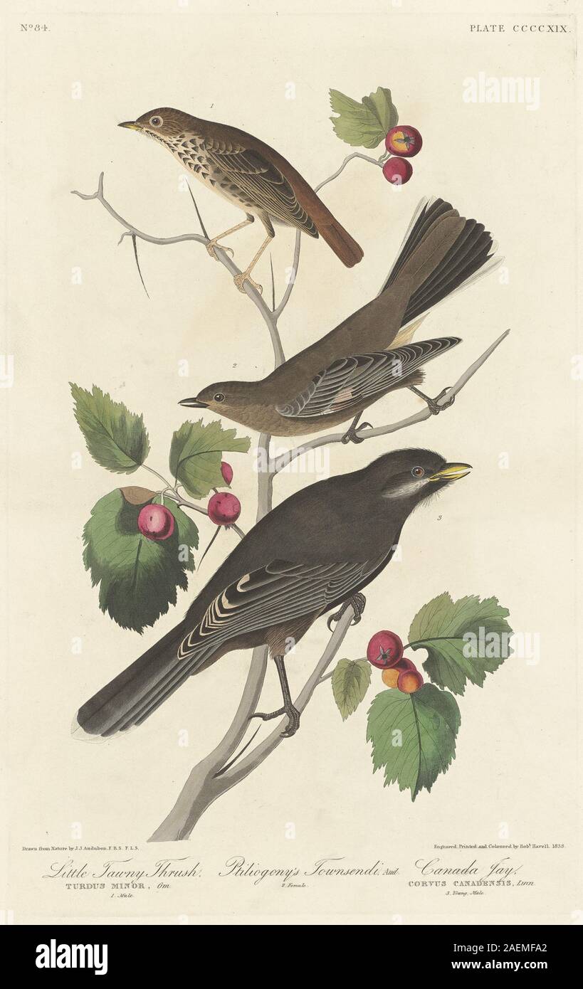 Robert Havell après John James Audubon, Little Tawny Bicknell, 1838 Grive fauve, peu ; date de 1838 Banque D'Images