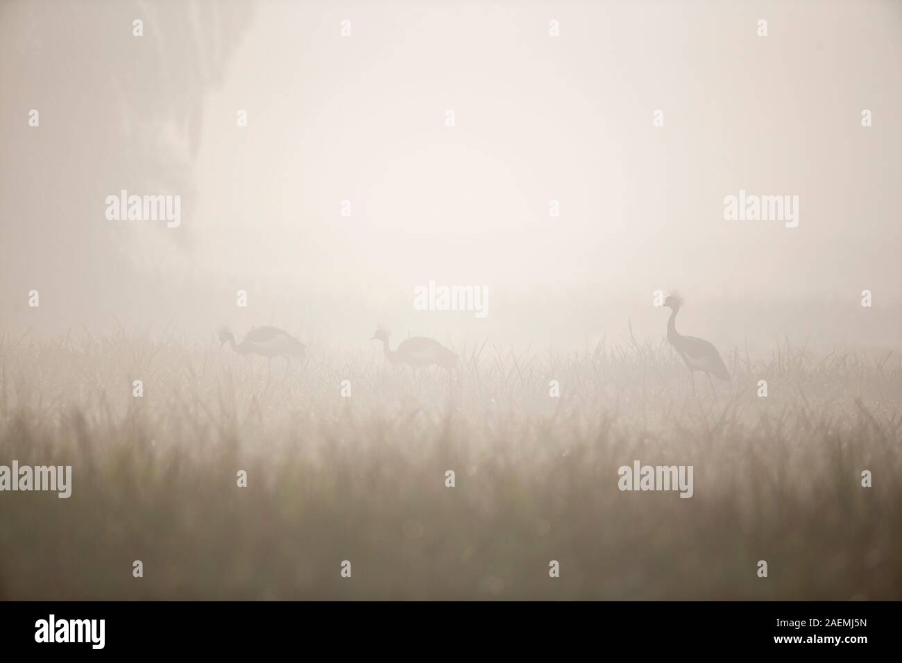 Black-grues couronnées dans la brume Banque D'Images