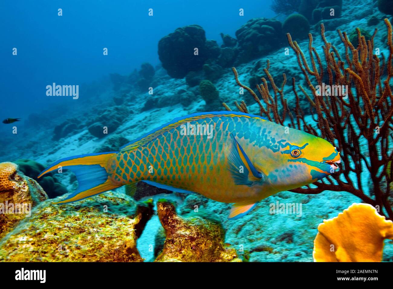 Perroquet (Scarus vetula Queen), natation dans une barrière de corail, Bonaire, Antilles néerlandaises, Caraïbes Banque D'Images