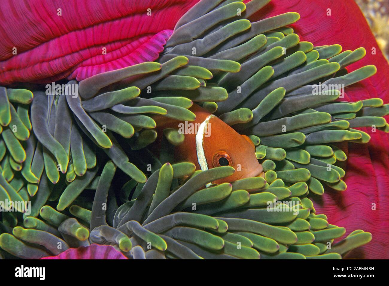 Maldives poisson clown (Amphiprion nigripes) vit en symbiose avec l'anémone de mer magnifique (Heteractis magnifica), Ari Atoll, Maldives Banque D'Images