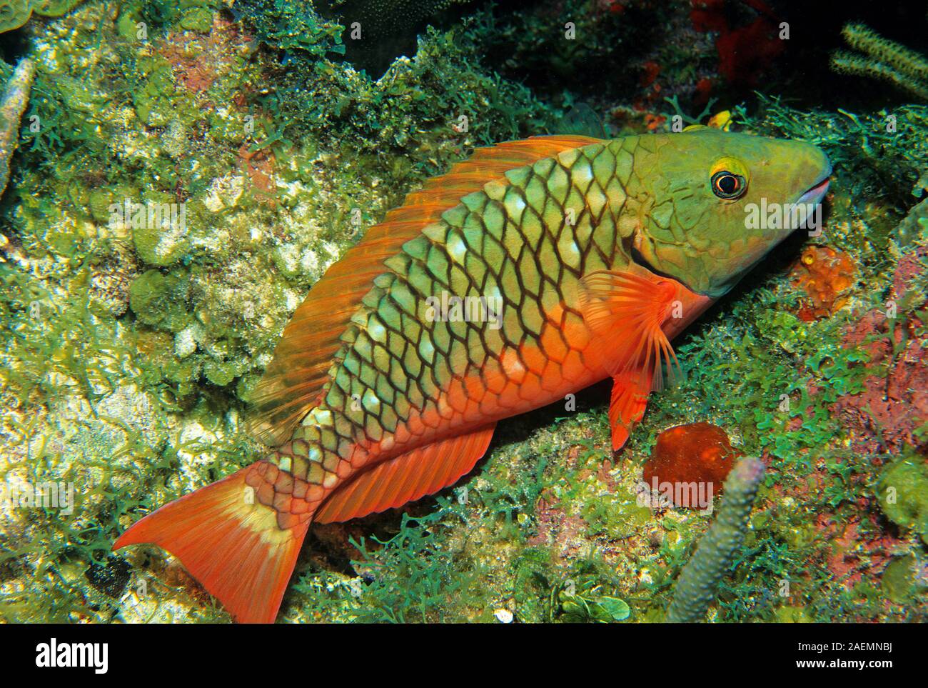 Redtail perroquet Sparisoma (chrysopterum) dans un récif de corail, Bonaire, Antilles néerlandaises, Caraïbes Banque D'Images