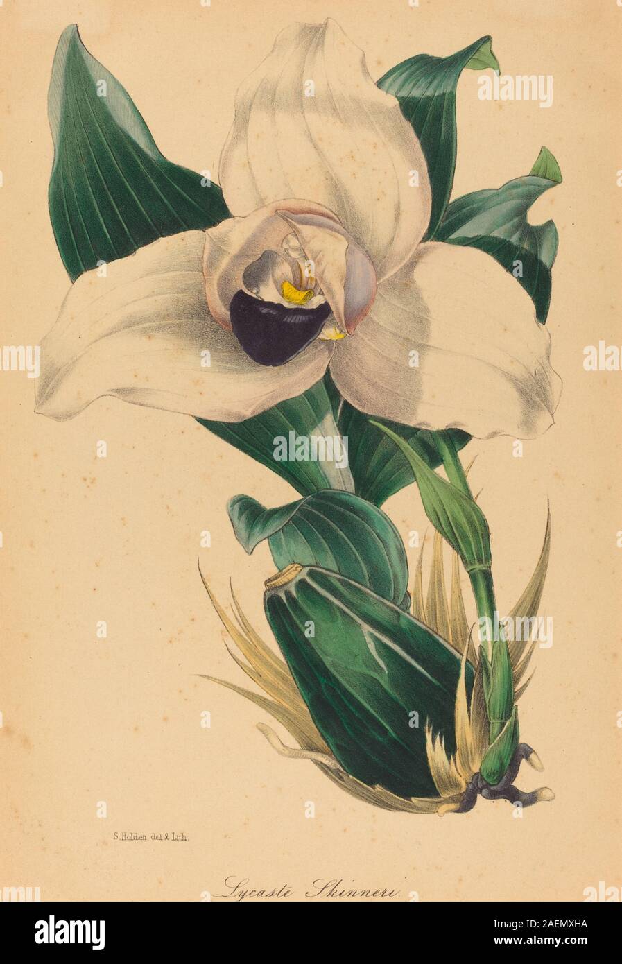 Cette illustration botanique de Samuel Holden représente Lycaste skinneri, une espèce d'orchidée. Il montre la fleur, les feuilles, la tige et les détails naturalistes reflétant les conventions d'illustration botanique du XIXe au début du XXe siècle. Banque D'Images
