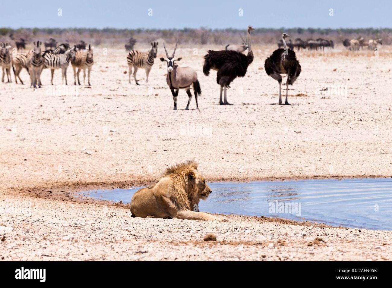 Lion mâle reposant à côté d'un trou d'eau, salin, parc national d'Etosha, Namibie, Afrique australe, Afrique Banque D'Images