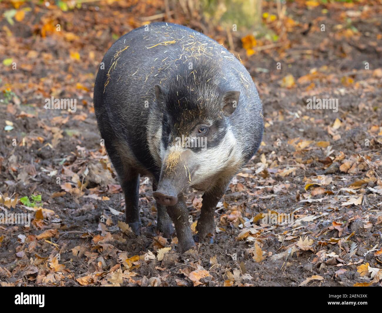 Sus cebifrons cochon verruqueuse Visayan photographie en captivité Banque D'Images