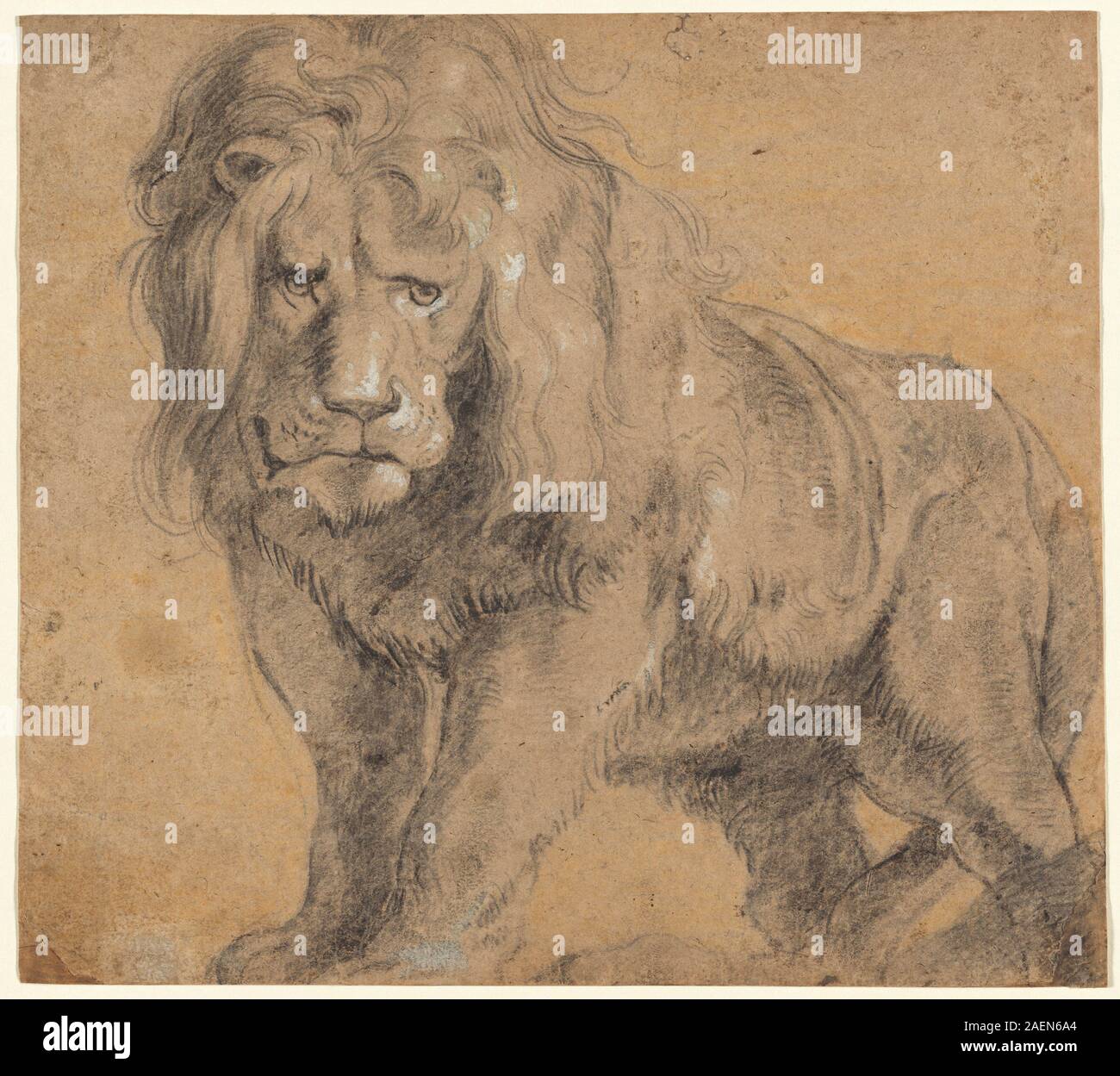 Sir Peter Paul Rubens, Lion, c 1612-1613, Sir Peter Paul Rubens (1577 - 1640), Lion, ch. 1612-1613, craie noire, rehaussée de craie blanche, jaune à l'arrière-plan, Ailsa Mellon Bruce Fund 1969.7.1 Banque D'Images