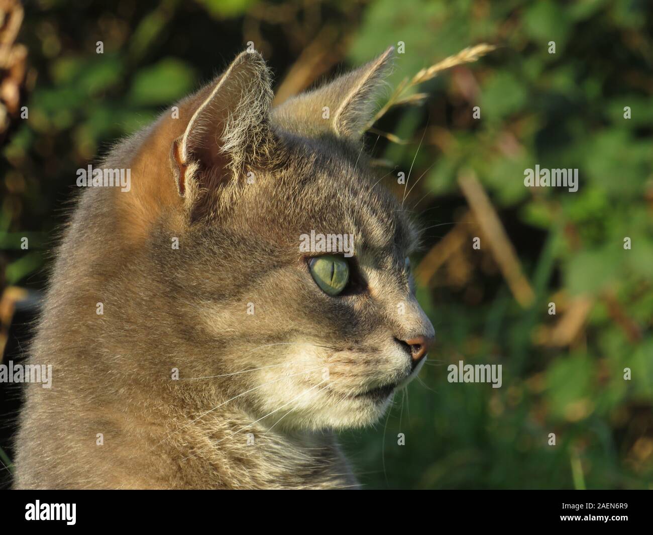 vue latérale de magnifique chat tabby de côté avec arrière-plan de jardin Banque D'Images
