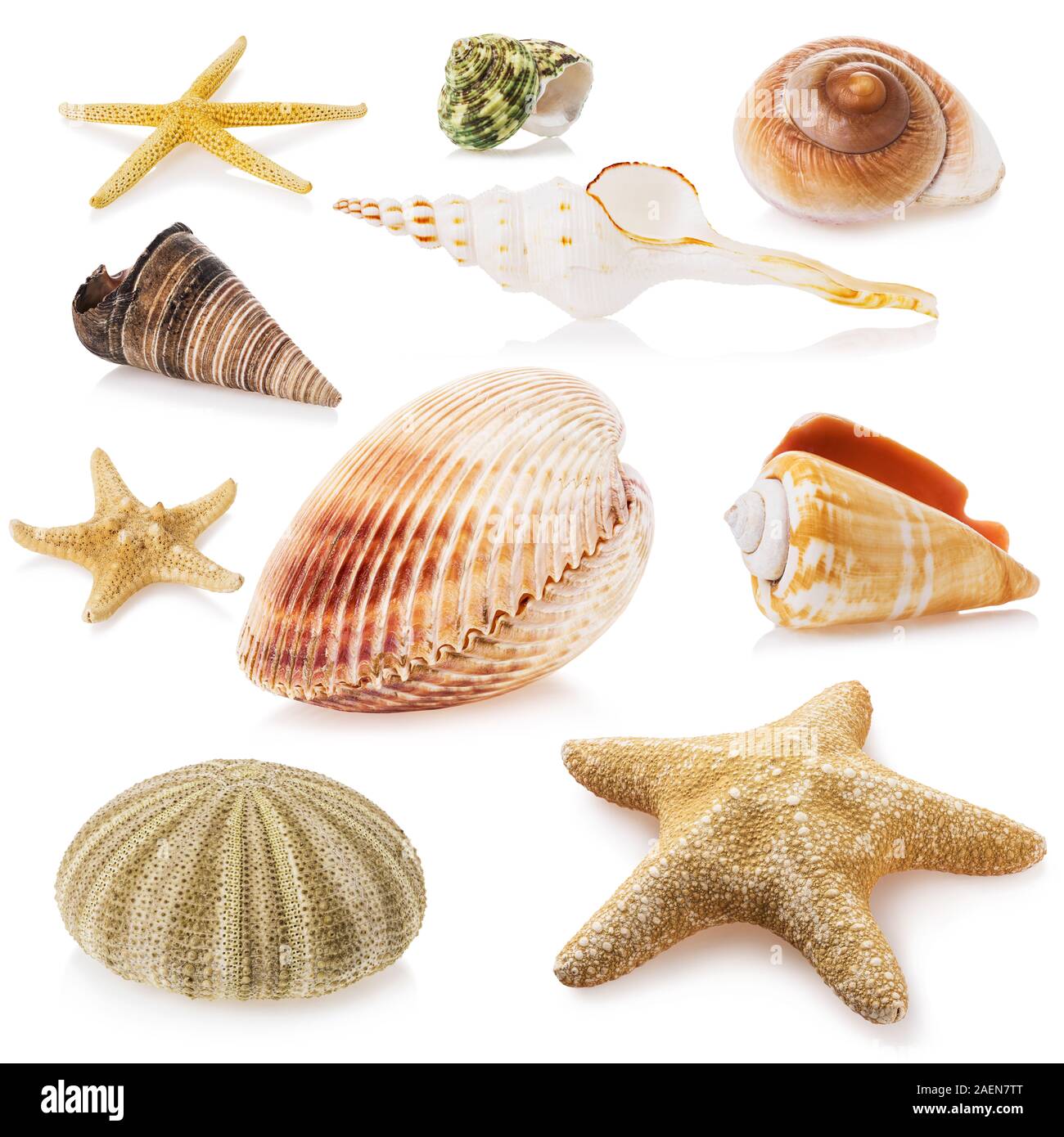 Grand ensemble de coquilles de mer isolé sur un fond blanc. Photo empilés Banque D'Images