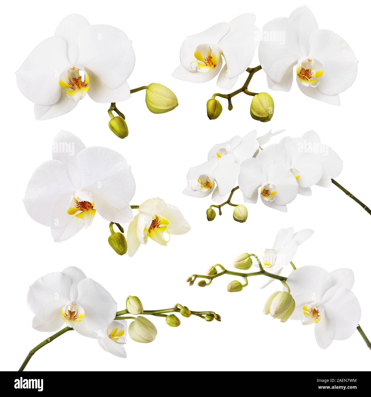 Grand ensemble de branches d'une orchidée blanche en fleurs sur fond isolé Banque D'Images