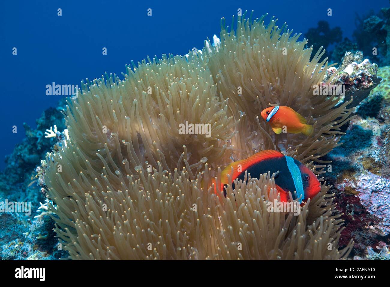 Le poisson clown ou poisson clown (Amphiprion frenatus bridée) vit en symbiose avec les anémones de mer, Sabang Beach, Mindoro, Philippines Banque D'Images