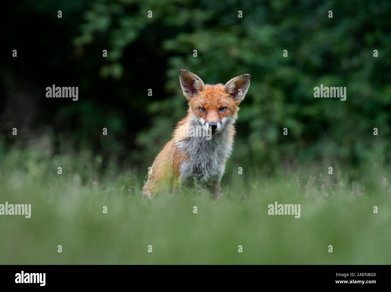 Un renard roux, Vulpes vulpes, prises à partir du sol car elle se situe au bord d'un bois fixant le sable de l'avant Banque D'Images