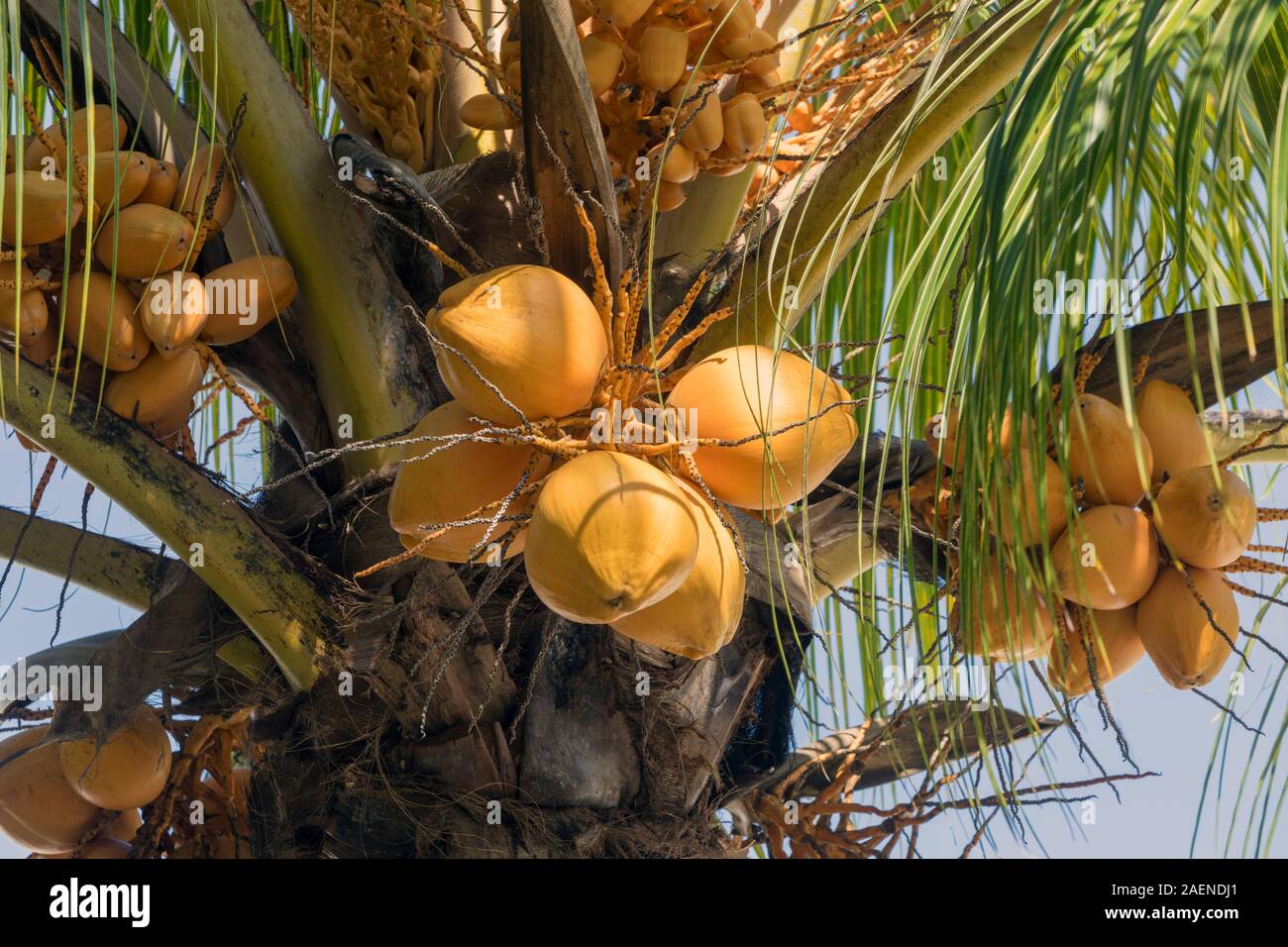 Coco sur l'arbre de noix de coco. Cocos nucifera. L'Ile Maurice, Mascareignes. Banque D'Images