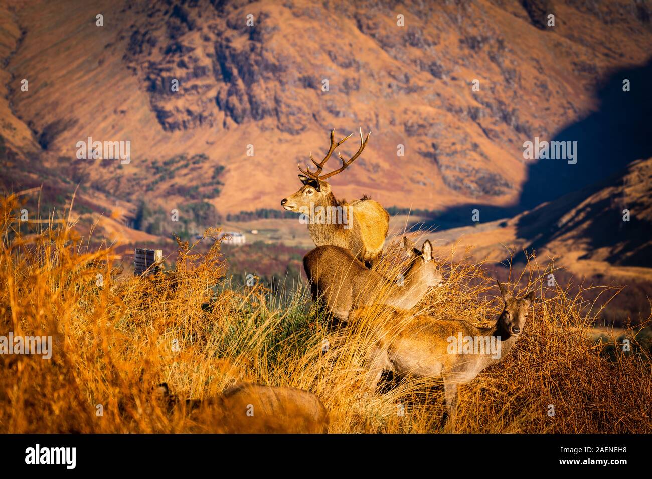 Monarque de la Glen : Red Deer Stag en Glen Etive, Ecosse Banque D'Images